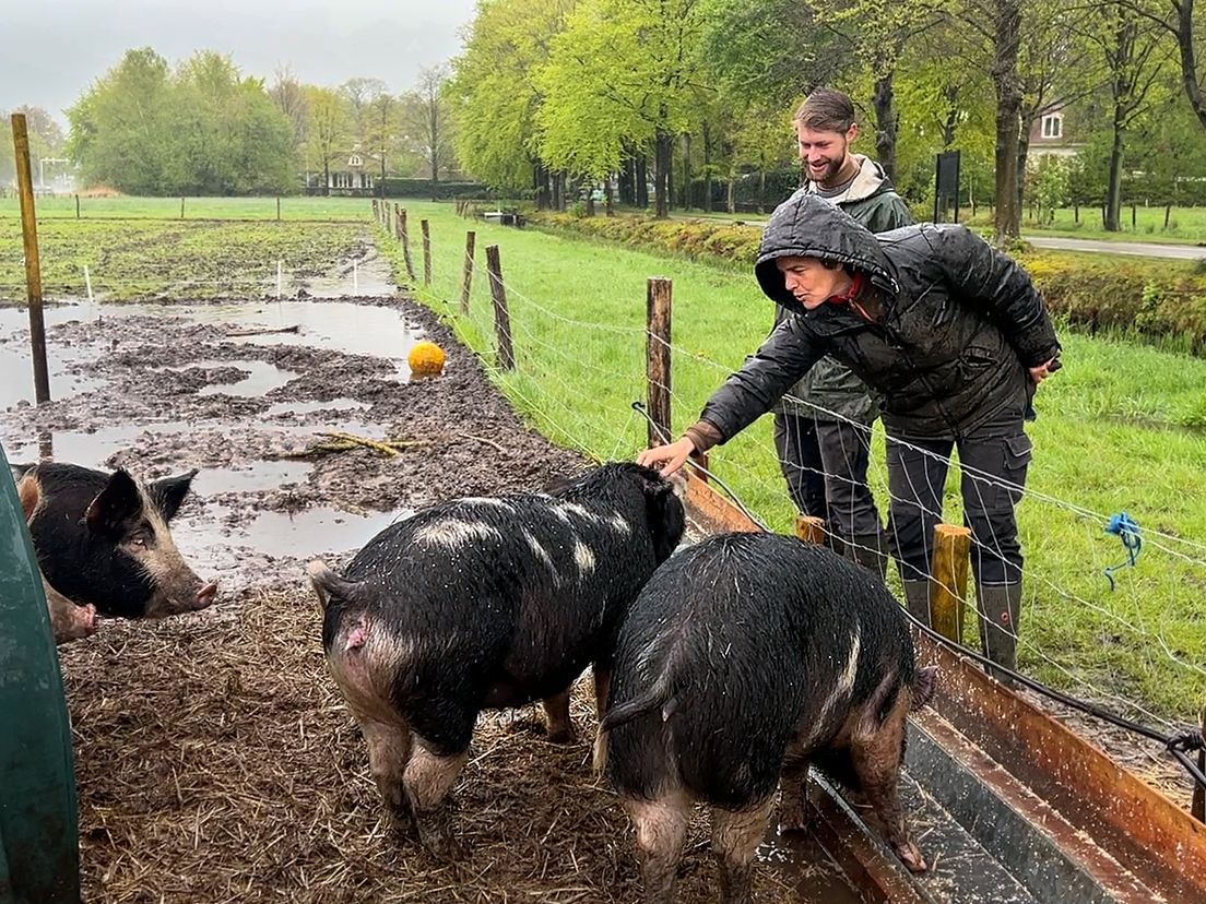Nieuwe boeren Willemshoeve Soest produceren lokaal voedsel: 'Mensen steeds bewuster van wat ze eten'