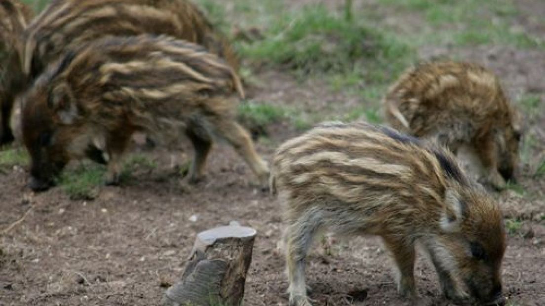 2010 jaar van het wild zwijn