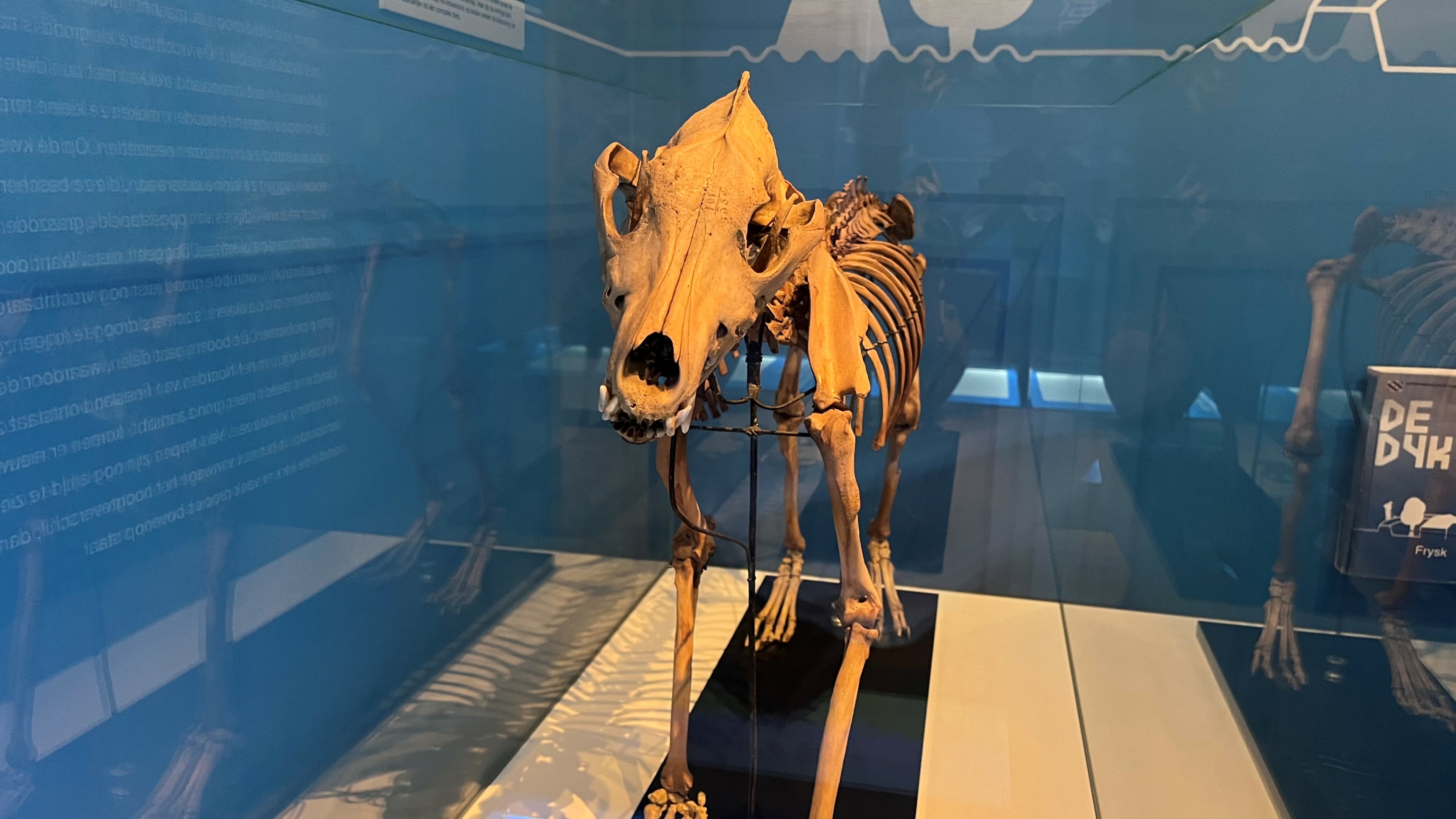 De terpenhond zoals hij in het Fries Museum opgesteld staat