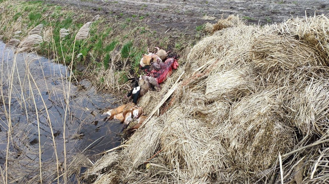 De gedode dieren aan de rand van de sloot