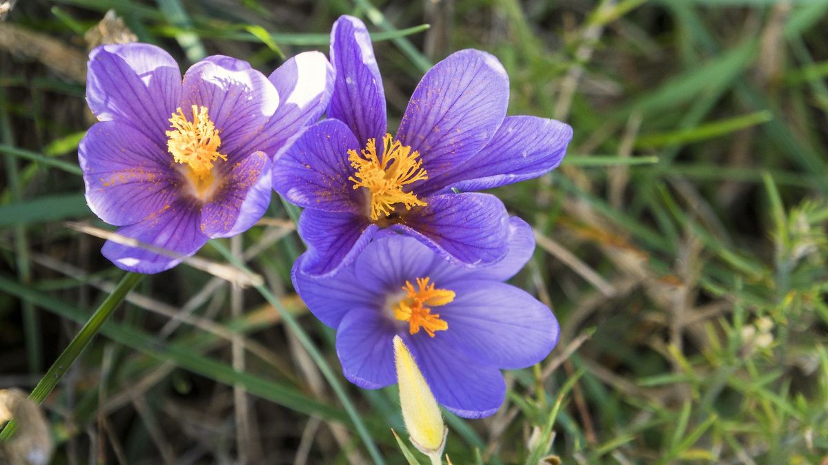 Eerste krokussen komen nu al uit de grond, maar het is niet wat je ..., image size:1200x675