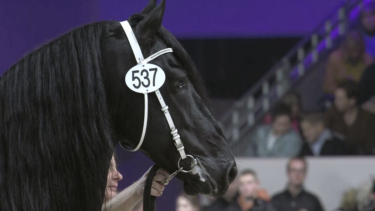 Jeppe 537 algemeen kampioen op Friese hengstenkeuring Omrop Fryslân