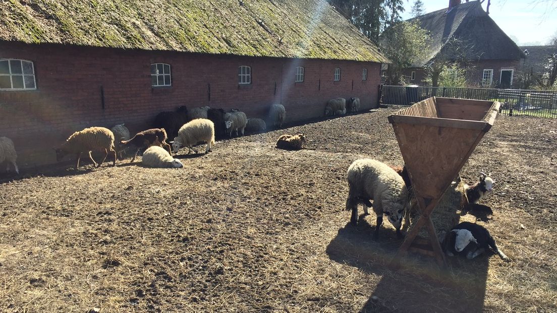 De schapen in Exloo (Rechten: RTV Drenthe / Berton van Balveren)