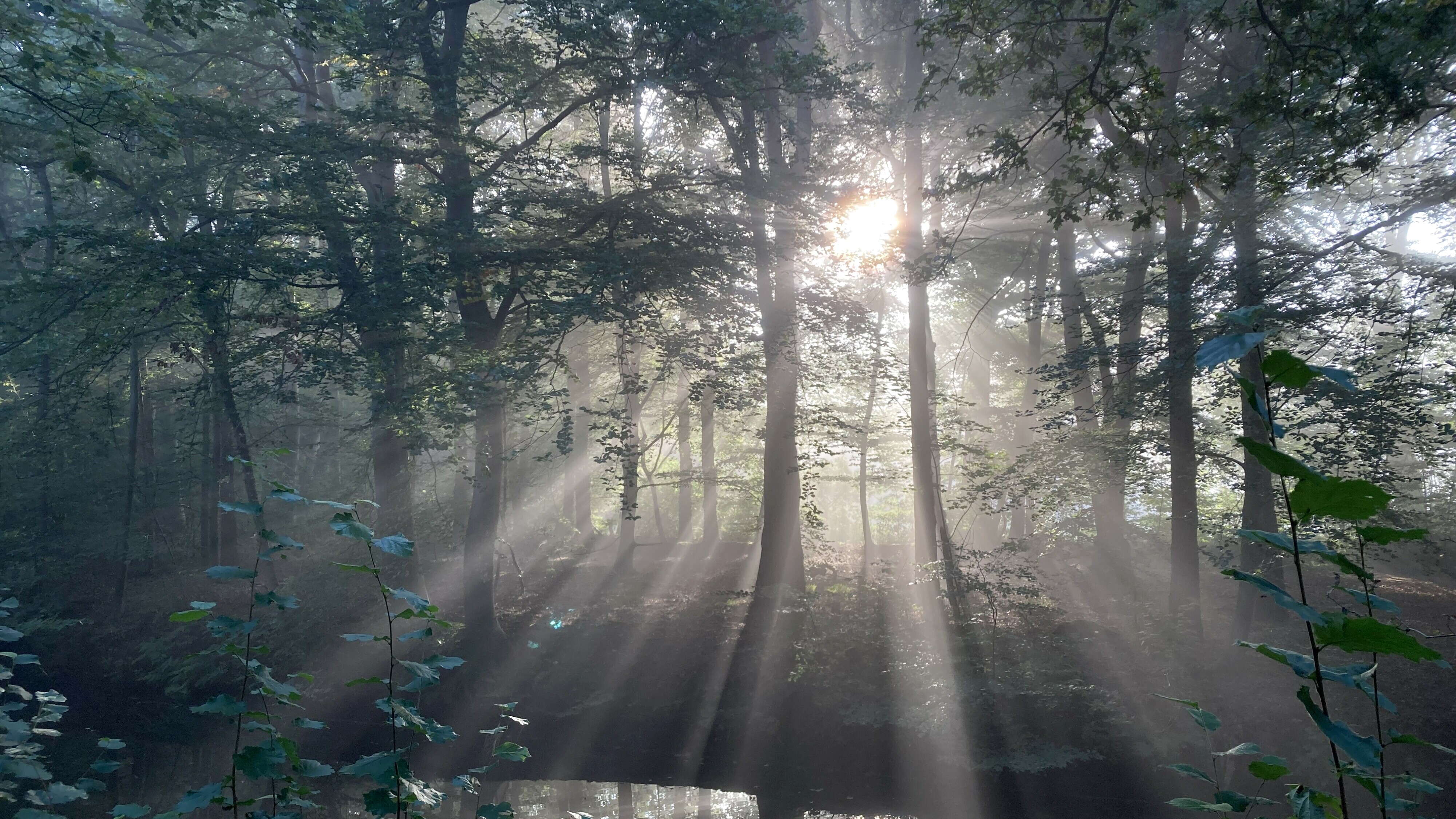 Zon door de bomen van Ruigahuizen
