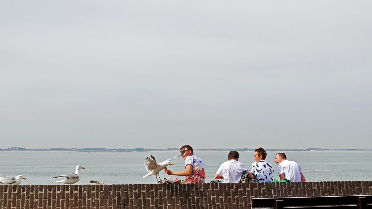 Vlissingers hebben hard hoofd in aanpak meeuwenoverlast: 'Dit kun je niet handhaven'