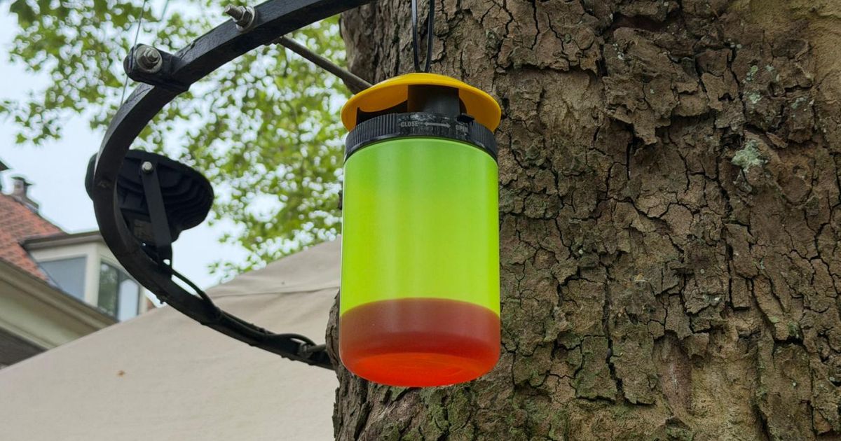 Kritiek op insectenvangers op plein: 'Moordnesten'