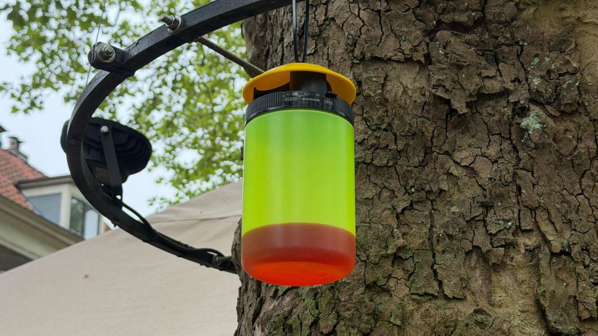 Kritiek op insectenvangers op plein: 'Moordnesten'