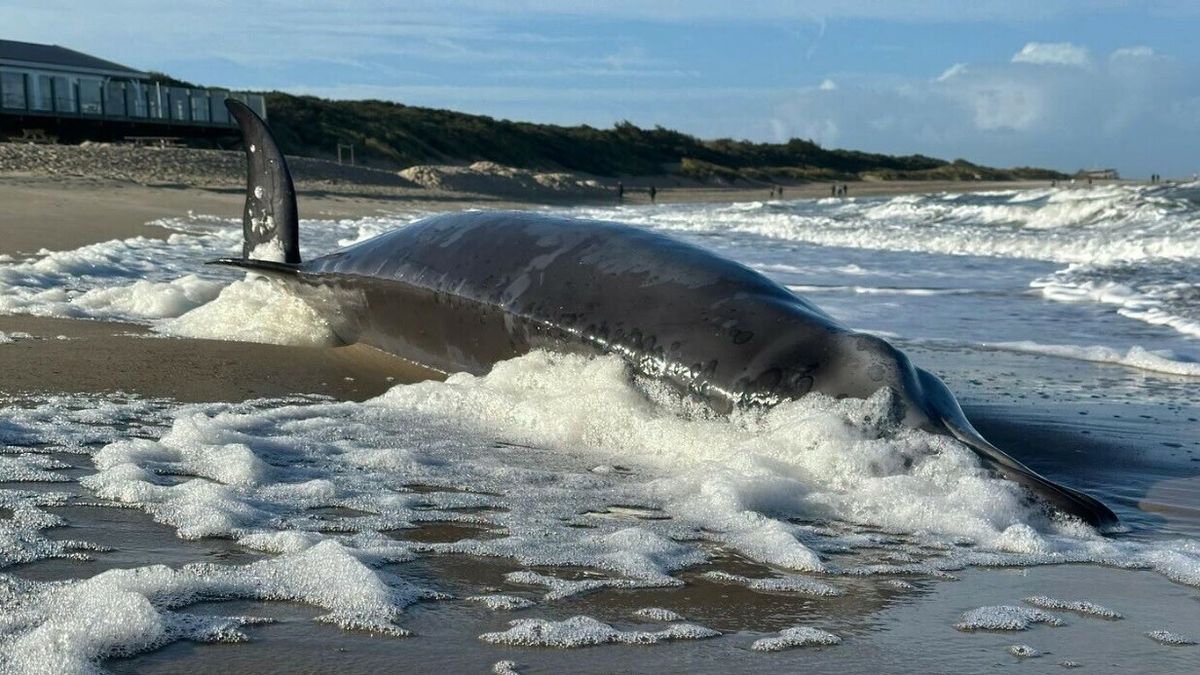 Gestrande dolfijn Renesse had mogelijk duikersziekte en had niet gegeten