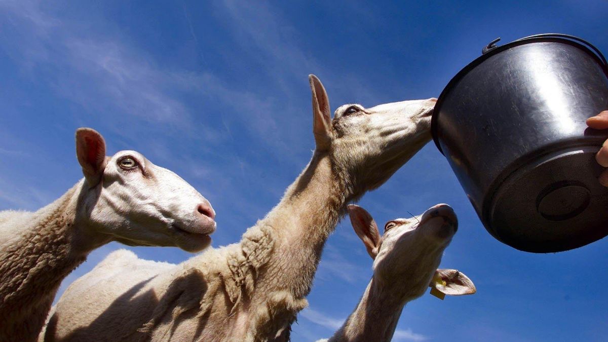Dieren kreupel achtergelaten tussen mest en urine, boer krijgt laatste waarschuwing