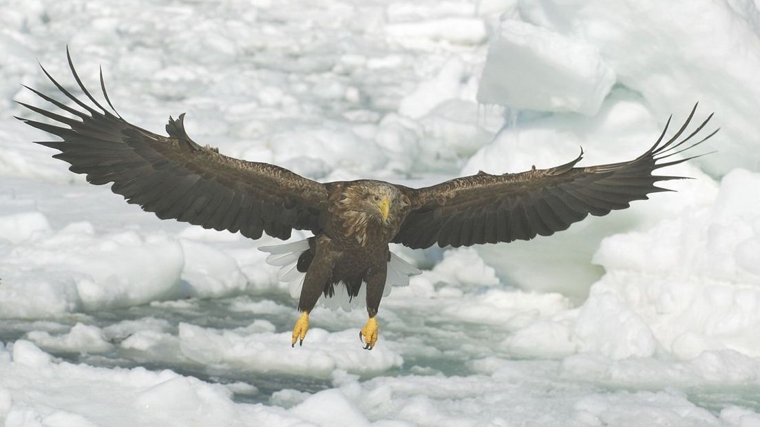 Haliaeetus albicilla, Zeearend