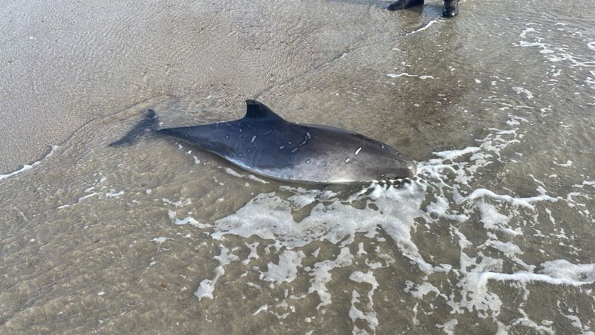 Bruinvis gestrand bij Burgh-Haamstede door storm Pia