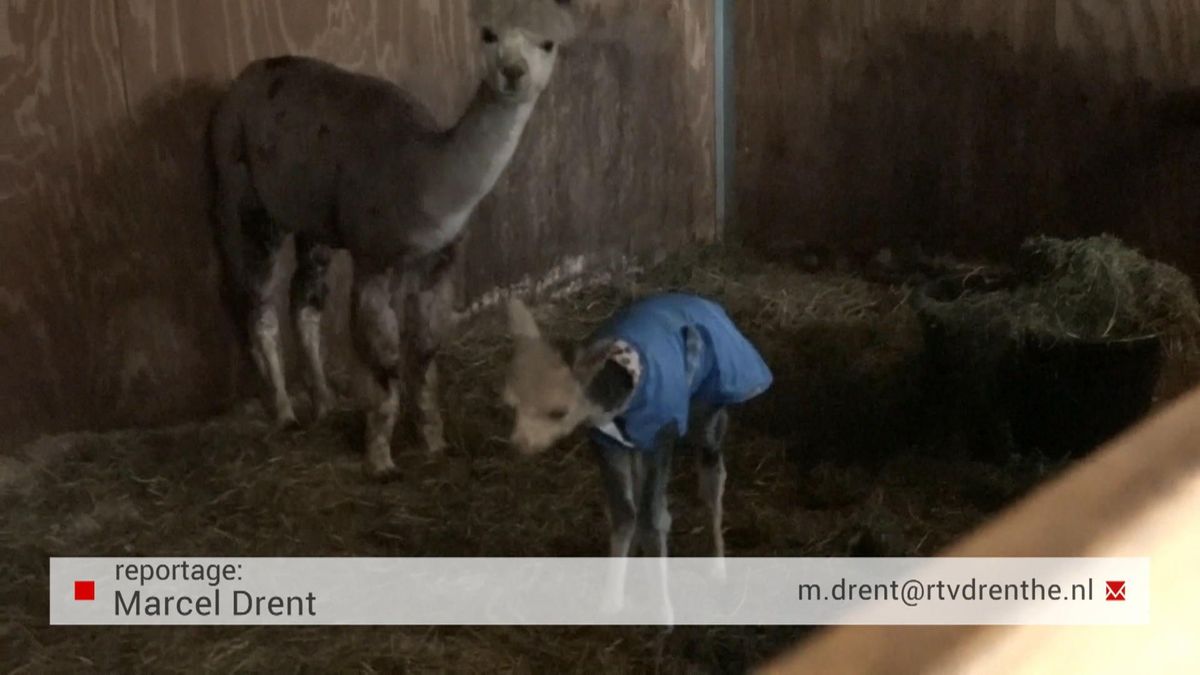 Plotselinge bevalling op Alpaca boerderij Tiendeveen