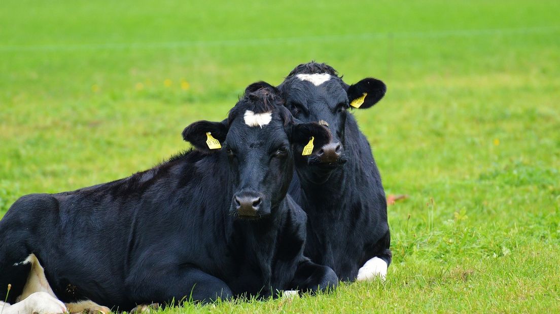 Boeren zitten al lange tijd in onzekerheid over de hoeveelheid koeien die ze straks nog mogen houden (Rechten: pixabay.com)