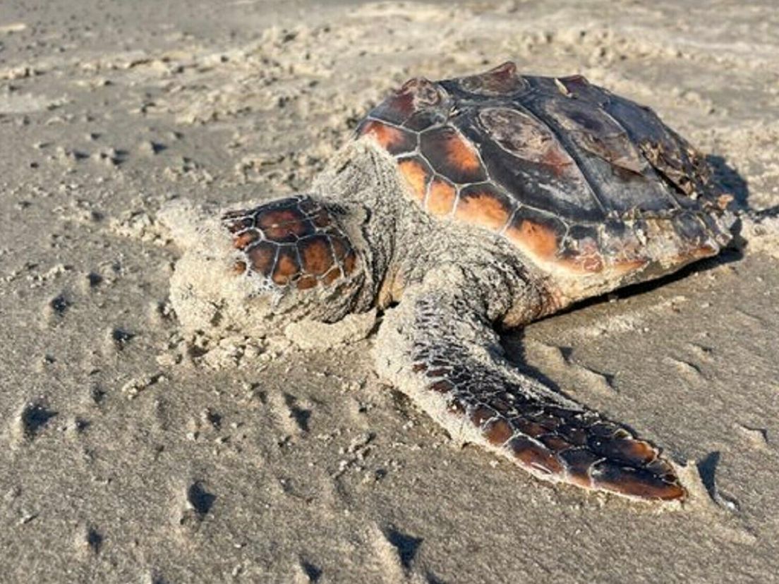 Bijzondere schildpad gevonden op Terschelling: "Deze heb ik nog nooit eerder gezien"