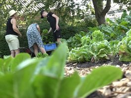 Sociale voedseltuin in Weerdinge: 'deze grond blijft van zichzelf'