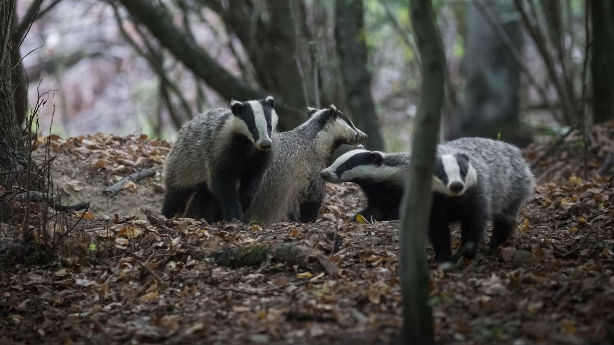 De dassen zijn niet meer bij het spoor van Molkwerum, maar waar wel...