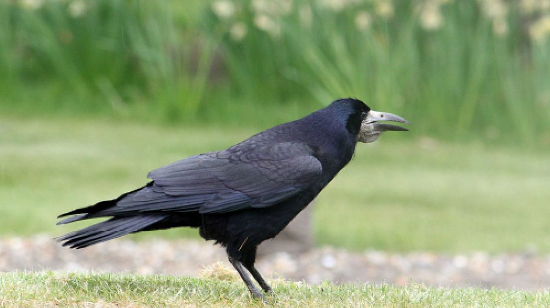Woestijnbuizerd hoeft niet in actie te komen: roeken blijven weg bij sluis