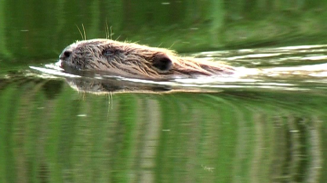 Een bever (Rechten: archief RTV Drenthe)