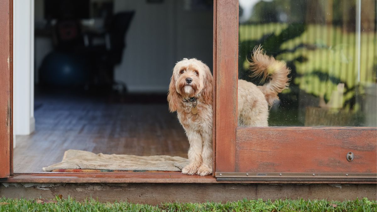 Wie heeft er een hond, maar betaalt geen belasting? Deze gemeente gaat langs de deuren