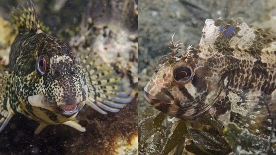 Een steenslijmvis (links) en gehoornde slijmvis