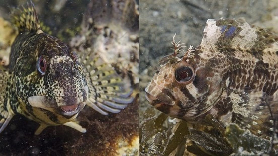 Een steenslijmvis (links) en gehoornde slijmvis (rechts)