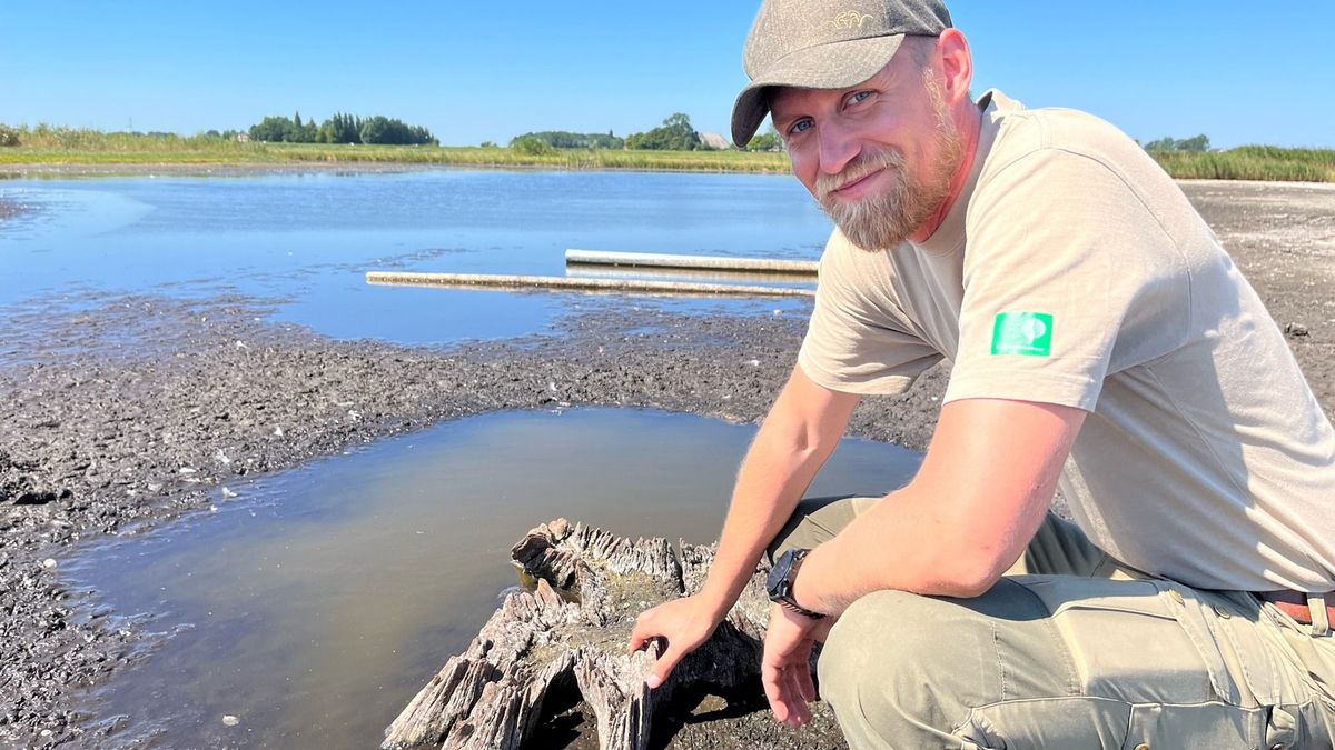 Droogte haalt oeroude boomstronken bij Rinsumageast boven water
