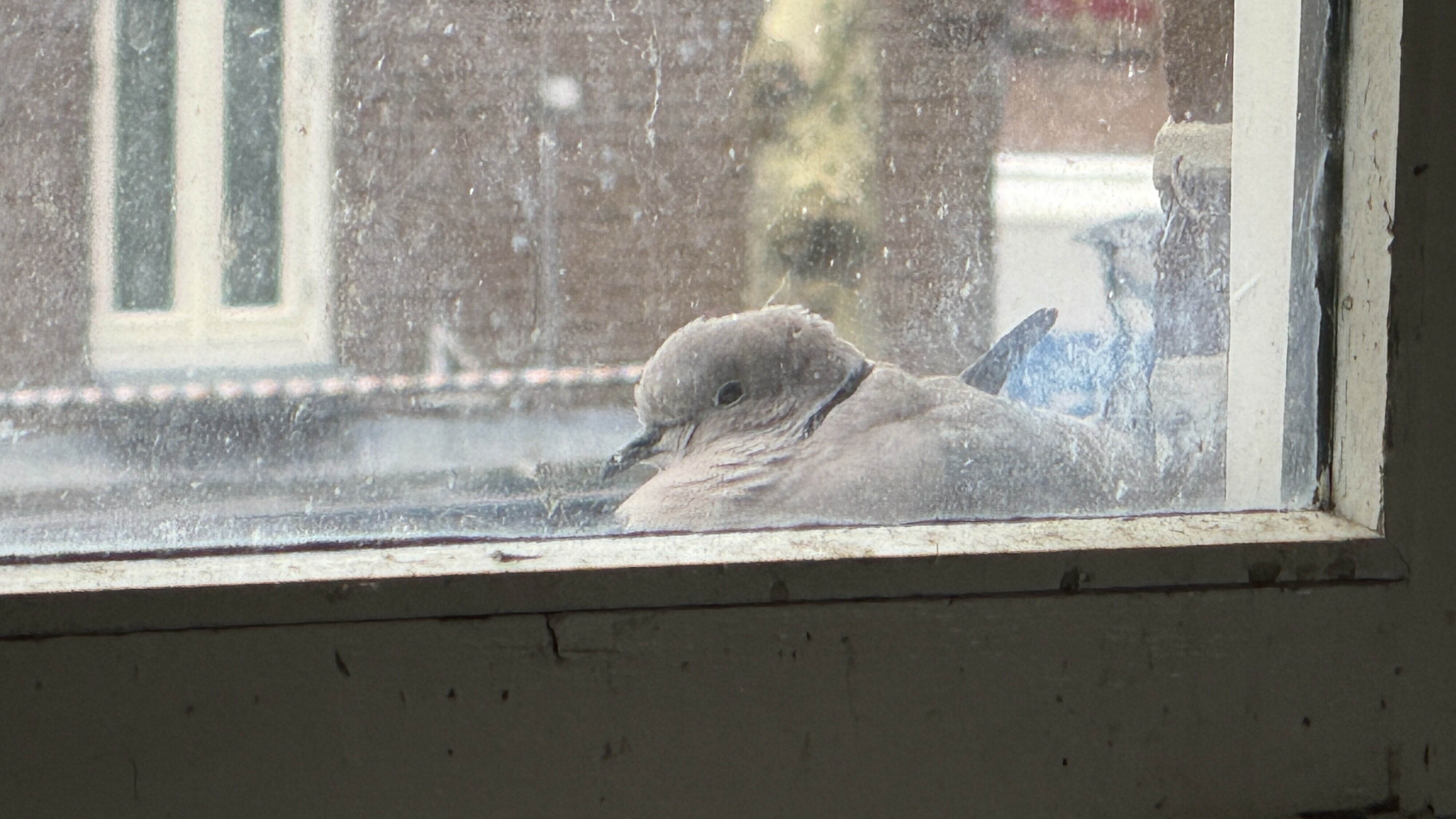 Vensterbank vol liefde: tortelduifjes leggen eitjes bij café in Meppel
