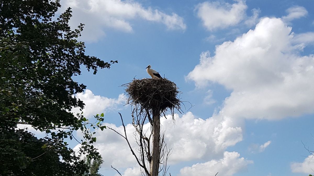 Laagste aantal ooievaren in vijf jaar tijd geteld: 