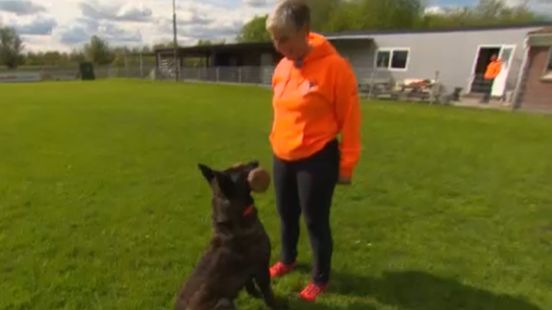 Honden en baasjes in Hoogkerk trainen alvast voor WK Hollanse Honden
