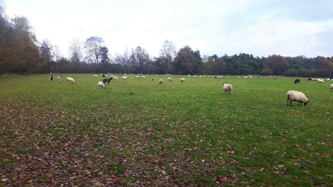 Dode schapen bij schaapskooi De Borkeld in Markelo