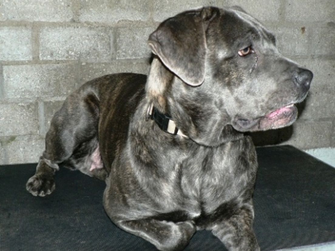 CaneCorsoteeffotopolitiezeeland
