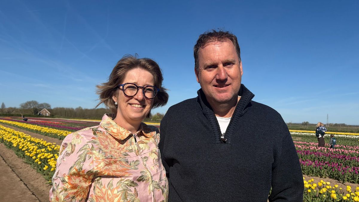 Pluk zelf je tulpen in deze nieuwe tuin: 300.000 tulpen in 35 kleuren