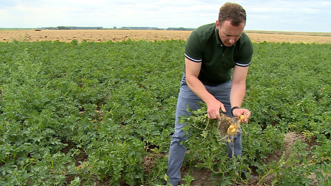 ZLTO-voorzitter Joris Baecke laat zien dat zijn aardappelen door droogte klein zijn gebleven.