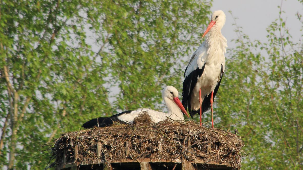 Ooievaar afgeschilderd als een grote rover van kuikentjes en eieren: 