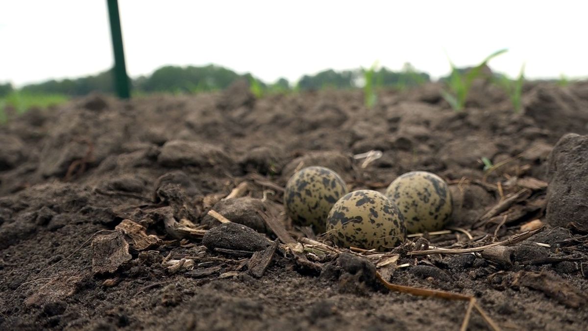 Bevlogen weidevogelbeschermers houden de moed erin