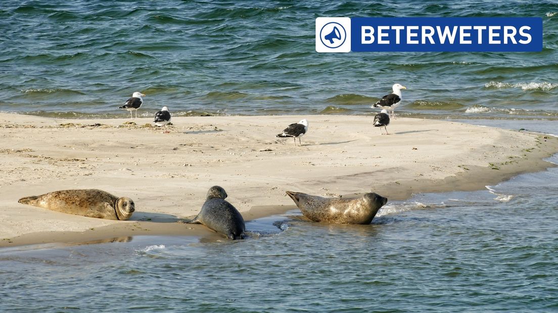 Zeehonden in de Waddenzee. Is daarnaast ook winning van gas mogelijk?