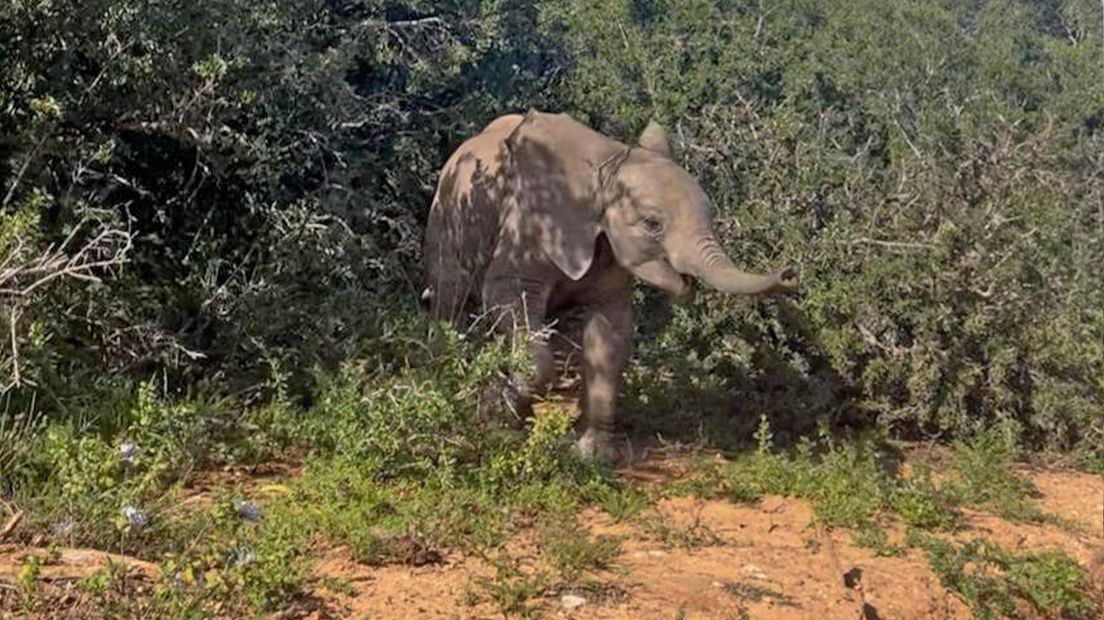 Het nationaal park Addo Elephant is een Zuid-Afrikaans wildpark nabij Port Elizabeth