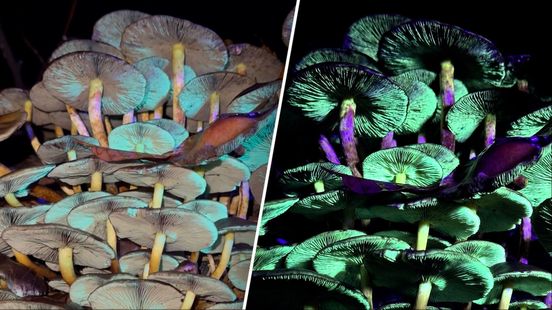 Paddenstoelen geven licht: bijzonder natuurverschijnsel zichtbaar