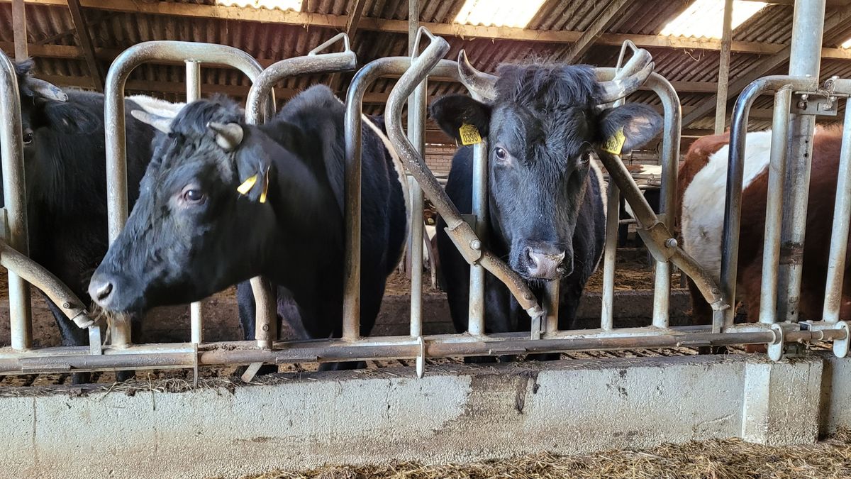 Boeren kunnen voorlopig gratis op hun grond blijven na fouten van gemeente