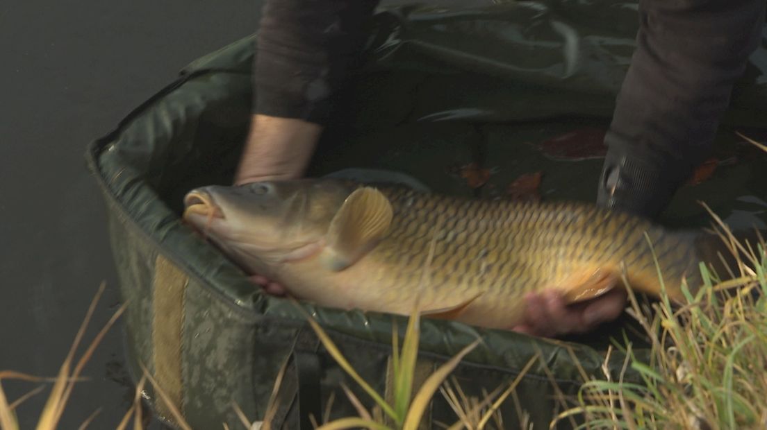Vissen weer uitgezet in Schipbeek