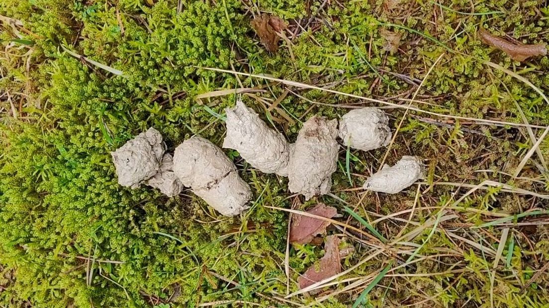 Drollen van een wolf die botten gegeten heeft.