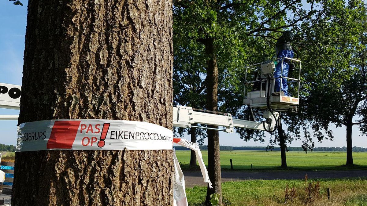Nesten eikenprocessierups verdwijnen massaal in megastofzuiger