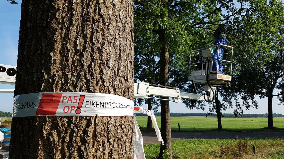 De eikenprocessierups is binnenkort waarschijnlijk weer op veel plekken aanwezig (Rechten: RTV Drenthe/Robbert Oosting)