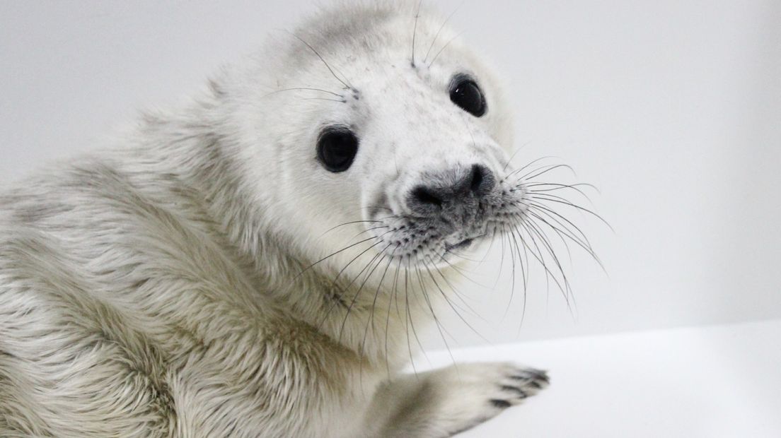 Zeehondenpup Hali