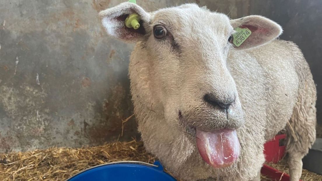 Schaap met blauwtong