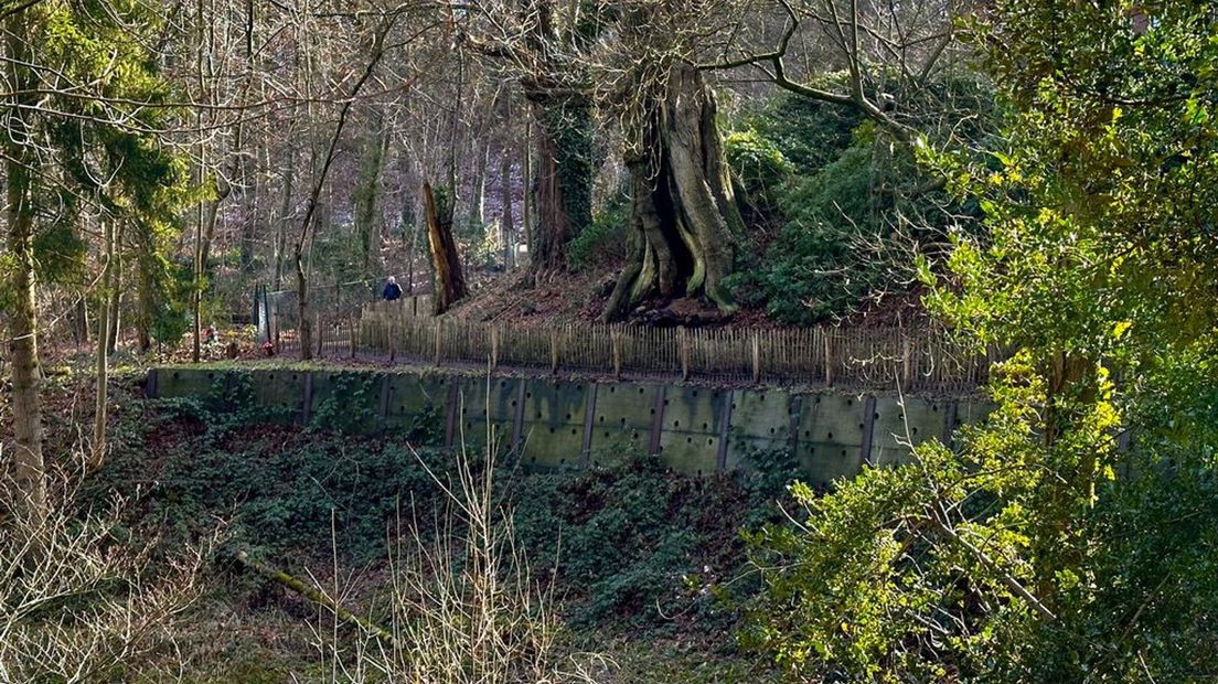 Kastanjedal met op achtergrond de beroemde kabouterboom