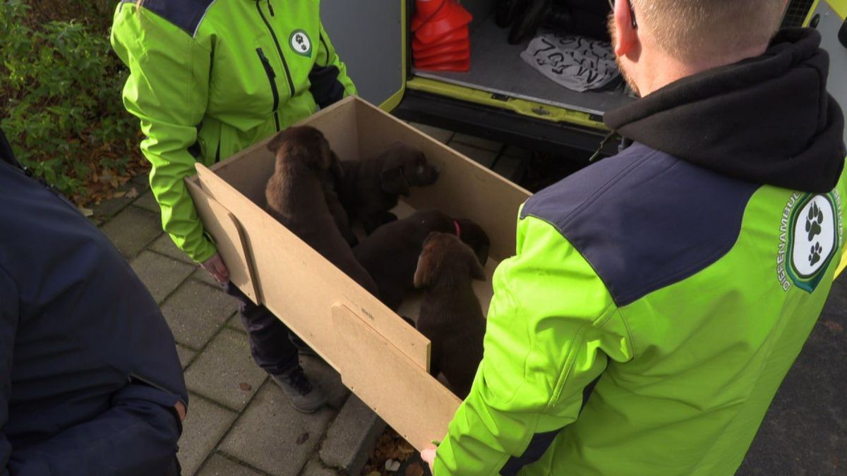 23 verwaarloosde honden weggehaald uit woning