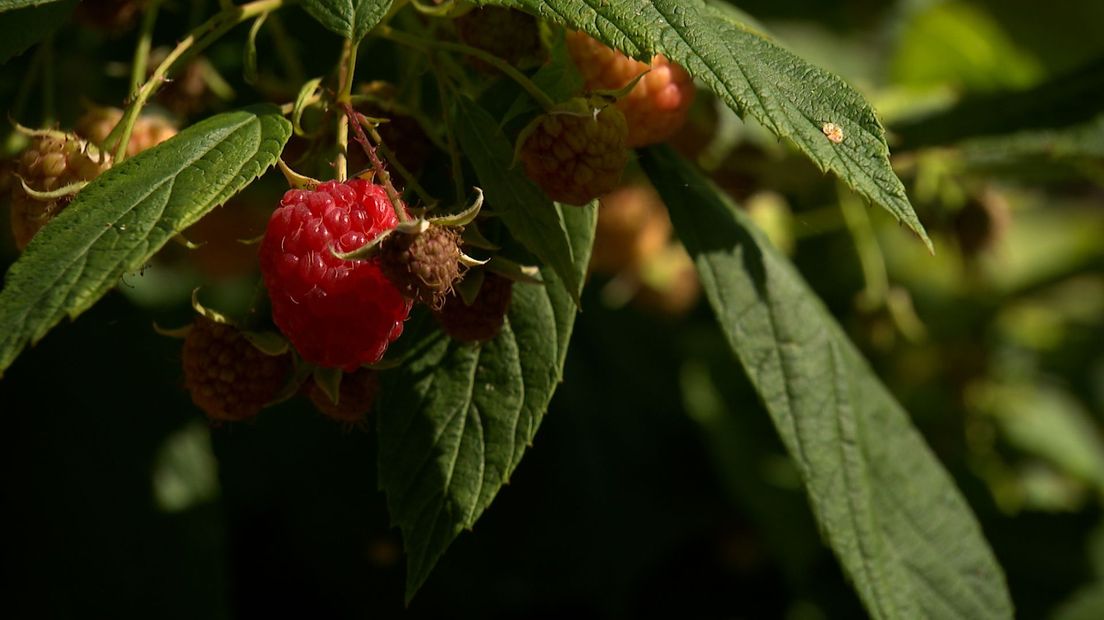 Bijzondere gebeurtenis leidt tot moestuin voor de buurt