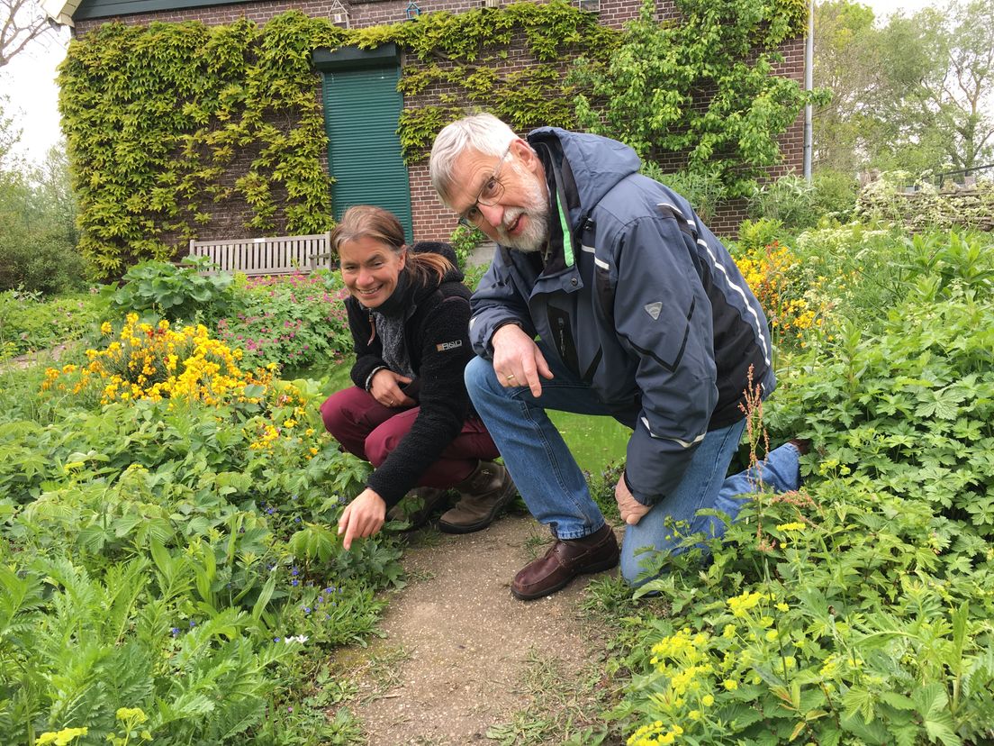 Tuin als insectenparadijs Esther Linnartz en Sjoerd Reinstra