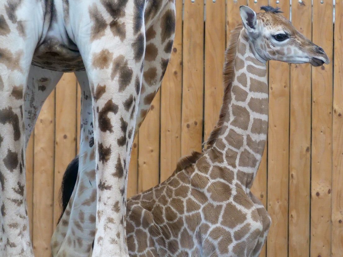 Babynieuws in Wildlands: giraf met bijzondere vlek geboren
